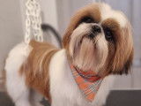 Ulysse, mâle Shih Tzu disponible pour saillie