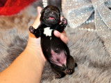 Chiots Staffordshire Bull Terrier à réserver