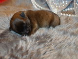 Chiots Staffordshire Bull Terrier à réserver