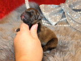 Chiots Staffordshire Bull Terrier à réserver