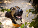 Vin's chien adulte de type Anglo-Français Mâle à adopter