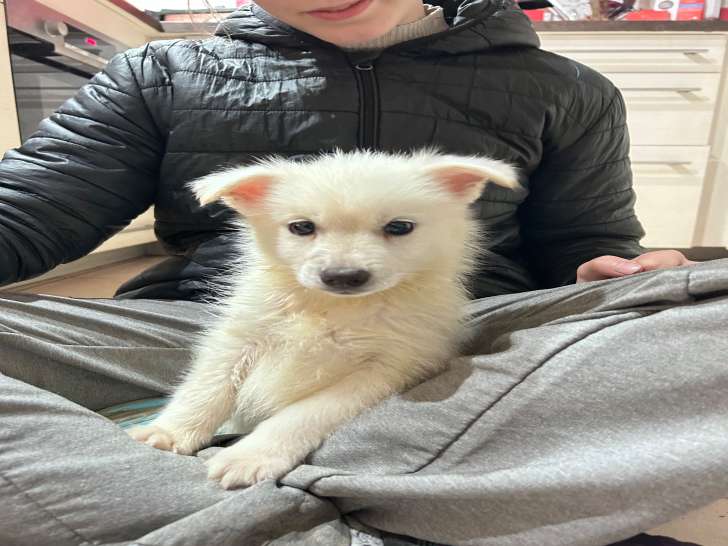 Chiots Pomsky F2 à vendre