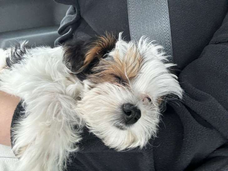 Chiot de type Maltipoo mâle à vendre