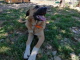 Pablo type Berger d'Anatolie à adopter