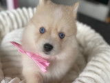 Chiots de race Pomsky à vendre (1 femelle & 4 mâles)