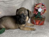 Chiots Bouledogue Français à vendre