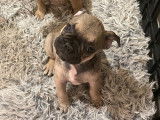 Chiots Bouledogue Français à vendre