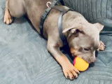 Chiot femelle American Bully pocket à vendre