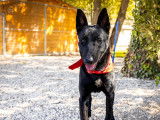 Aramis beau chien de type Berger Hollandais à adopter