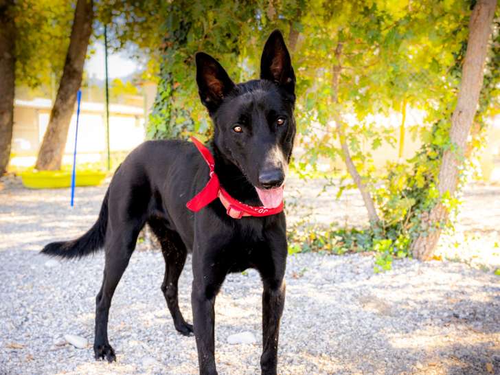 Aramis beau chien de type Berger Hollandais à adopter