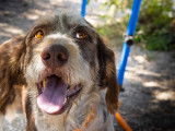 Onyx, chien de type Korthals à adopter