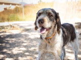 Onyx, chien de type Korthals à adopter