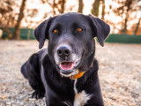 Siska, belle chienne à adopter