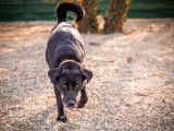 Siska, belle chienne à adopter