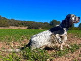 Mâle Setter Anglais trialer disponible pour saillie