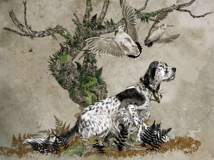 Mâle Setter Anglais trialer disponible pour saillie