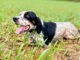 Mâle Setter Anglais trialer disponible pour saillie