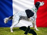 Mâle Setter Anglais trialer disponible pour saillie