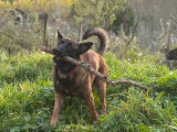 Isha, mâle Malinois disponible pour saillie