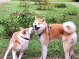 Chiots Akita Inu LOF à vendre