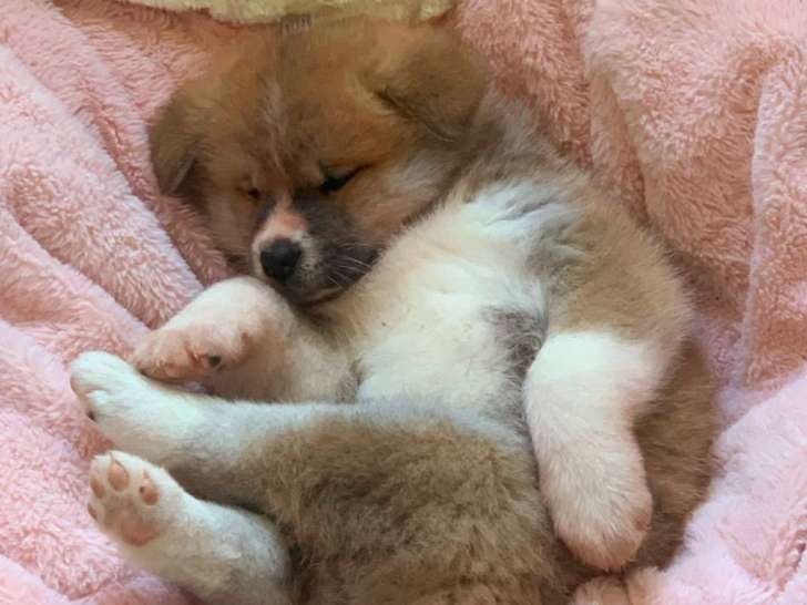 Chiots Akita Inu LOF à vendre