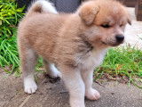 Chiots Akita Inu LOF à vendre