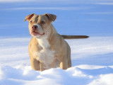Chiots American Bully à vendre