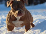 Chiots American Bully à vendre