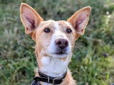 Dobby, chien Podenco à adopter