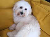Mâle Bichon Havanais disponible pour saillie