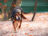 Billy, croisé Bruno du Jura à adopter