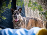 Raveyn, douce chienne à adopter