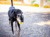 Ulysse, chien courant à adopter