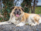 Lady, croisée Akita à adopter