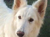 Une chienne Berger Blanc Suisse LOF de 3 ans disponible à l’achat