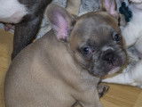 Chiots de race Bouledogue Français à vendre (2 femelles & 2 mâles)