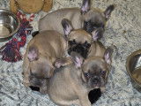 Chiots de race Bouledogue Français à vendre (2 femelles & 2 mâles)