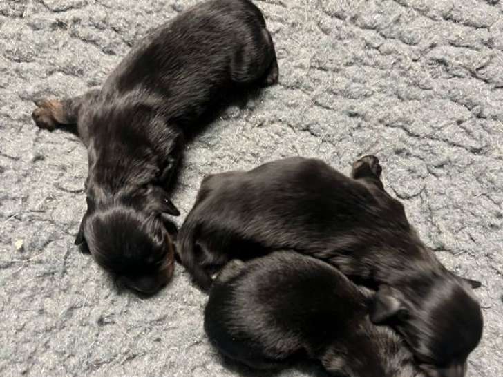 3 chiots Teckels Nains noir et feu LOF à réserver