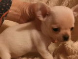 Un chiot Chihuahua mâle à poil court LOF blanc à réserver