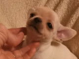 Un chiot Chihuahua mâle à poil court LOF blanc à réserver