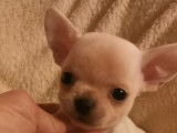 Un chiot Chihuahua mâle à poil court LOF blanc à réserver
