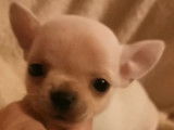 Un chiot Chihuahua mâle à poil court LOF blanc à réserver