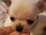 Un chiot Chihuahua mâle à poil court LOF blanc à réserver