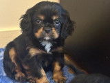 À vendre 3 chiots Cavaliers King Charles LOF