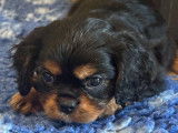 À vendre 3 chiots Cavaliers King Charles LOF