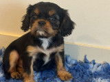 À vendre 3 chiots Cavaliers King Charles LOF