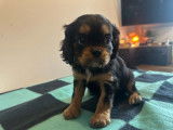 À vendre 3 chiots Cavaliers King Charles LOF