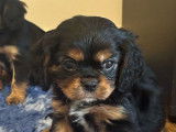 À vendre 3 chiots Cavaliers King Charles LOF