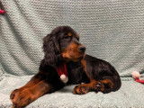 À acheter 3 chiots mâles Setters Gordon LOF