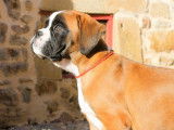 Disponibles à la réservation 3 chiots Boxers mâles LOF